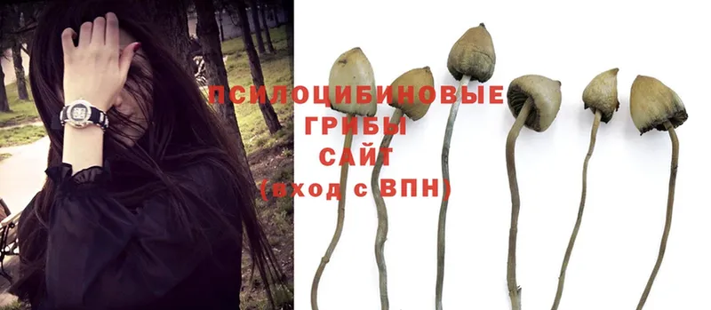 Галлюциногенные грибы Psilocybe  Тольятти 